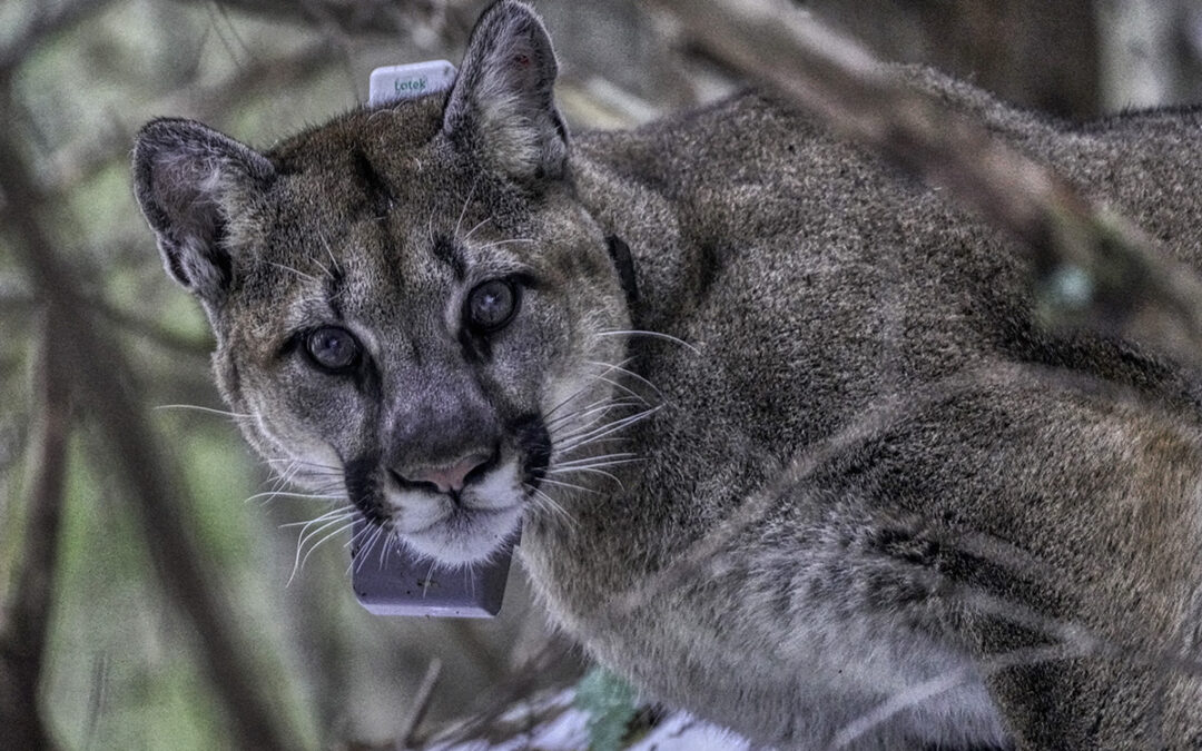 INFO: Cougar Collared on PGST Reservation